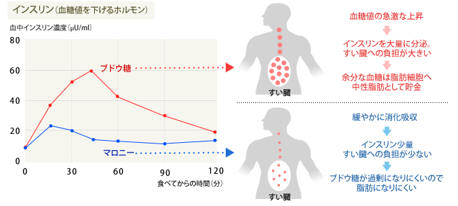 血糖値の上昇とインスリン分泌イメージ